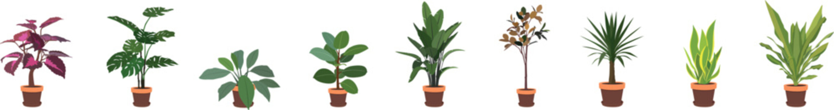 A set of flowers in pots isolated on a white background. A collection of flowers for the home to create a cozy atmosphere.