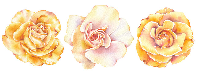 High-quality watercolor illustration of a yellow rose flowers. Hand-painted botanical clip art, isolated on a white background. Perfect for wedding invitations, branding, packaging, cards