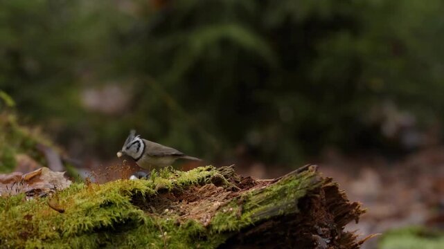 Several small birds, including a Crested Tit, Coal tit, a Great tit, and a Blue tit are feeding on a fallen tree covered with green moss. The forest is visible in the background.