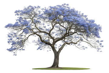 Fototapeta premium Beautiful blooming jacaranda tree with purple flowers isolated on transparent background