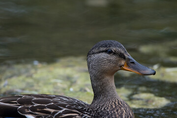 Mallard duck female close-up on a small lake