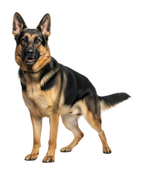 Active german shepherd dog pet side view isolated on transparent background