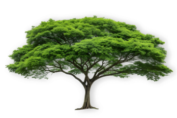 A lush green tree with a full canopy isolated on transparent background