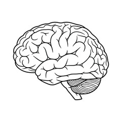 Black and white line drawing of a human brain with cerebellum anatomy organ