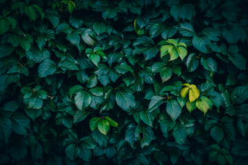 A close up of dark green virginia creeper leaves pattern texture