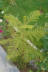 Araucaria, a Christmas tree grows in the garden. A small beautiful coniferous tree with bright green leaves and symmetrical branches that equally spaced and at the same height at all levels. Close up.