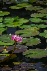 Blooming Pink Lotus in Lush Pond, Nan Lian Garden, Diamond Hill, Hong Kong