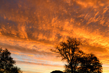 Magnificent sunrise over the forest