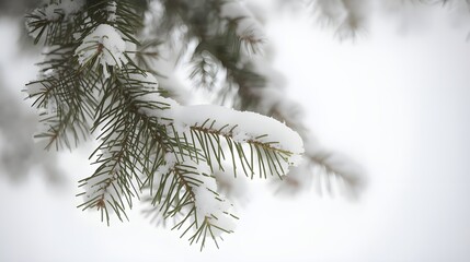 Enchanting Evergreen: Breathtaking Close-up of Snowy Pine Needles Dusted in Fresh Powder &ndash; A Perfect Winter Wonderland and Holiday Scene
