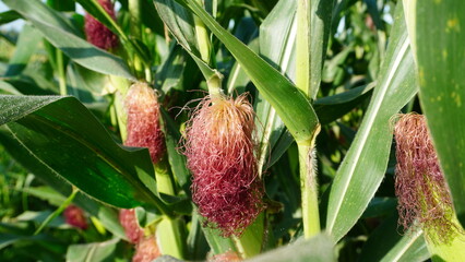 red silk of corn on the stalk