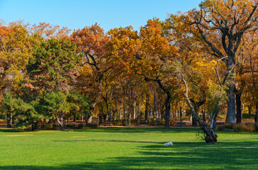 city park on a bright autumn day, sunlight and shadows on a glade with green grass, yellow and golden autumn leaves on the trees as background, beautiful nature © soleg