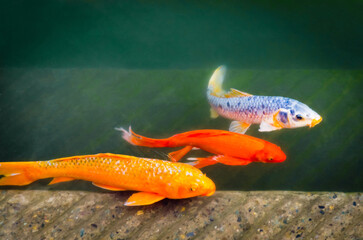 Three Golden Carps Fish Swimming in the Pool