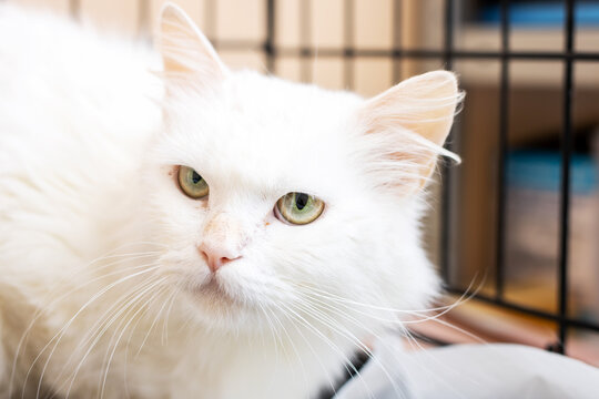 Peaceful fluffy white cat with calm green eyes and soft whiskers illuminated naturally indoors - Powered by Adobe