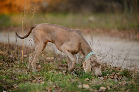 A curious young Weimaraner puppy with a blue collar sniffs the ground amid fallen leaves and grass in a serene autumn field at sunset, capturing natural pet behavior in soft light