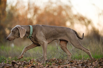 An alert Weimaraner dog stands in a grassy field at sunset, wearing a green collar, showcasing elegant poise in a serene natural landscape.
