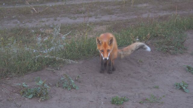 Portrait of a wild fox on a country road