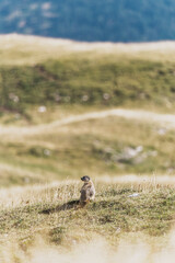 Marmotte en alerte, bien isolée par le flou d'arrière-plan.