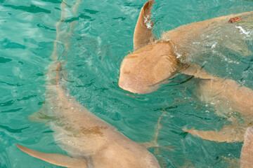 Nurse sharks in Keyodhoo harbor in the Maldives