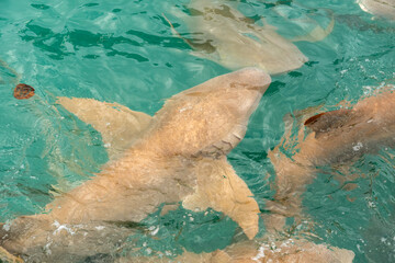 Nurse sharks in Keyodhoo harbor in the Maldives