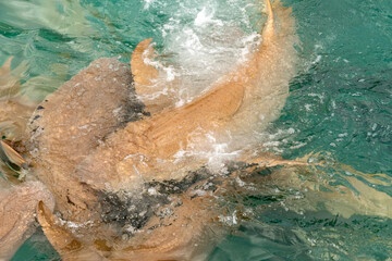 Nurse sharks in Keyodhoo harbor in the Maldives