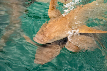 Nurse sharks in Keyodhoo harbor in the Maldives