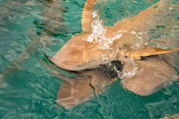 Nurse sharks in Keyodhoo harbor in the Maldives