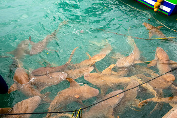 Nurse sharks in Keyodhoo harbor in the Maldives
