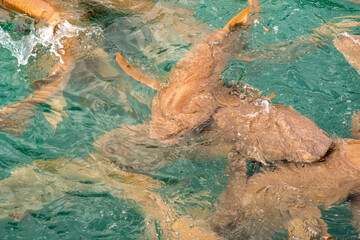 Nurse sharks in Keyodhoo harbor in the Maldives