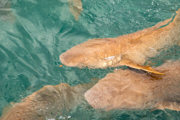 Nurse sharks in Keyodhoo harbor in the Maldives