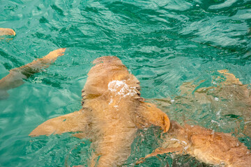 Nurse sharks in Keyodhoo harbor in the Maldives