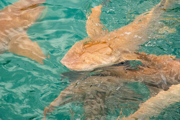 Nurse sharks in Keyodhoo harbor in the Maldives