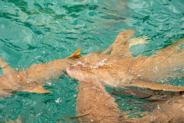 Nurse sharks in Keyodhoo harbor in the Maldives