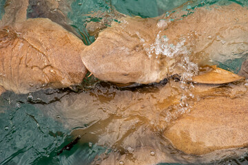 Nurse sharks in Keyodhoo harbor in the Maldives