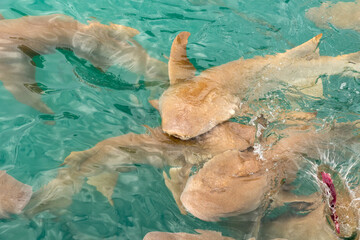 Nurse sharks in Keyodhoo harbor in the Maldives