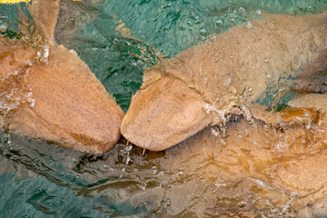 Nurse sharks in Keyodhoo harbor in the Maldives
