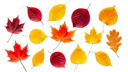 Autumn Leaves Collection, isolated on transparent background