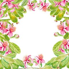 Feijoa. Square template wreath for invitation, greeting card, label, banner with feijoa leaves, buds, fruits and cute pink flowers. Watercolor hand drawn illustration with copy space
