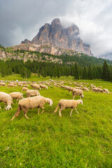 Transhumance in the Dolomites