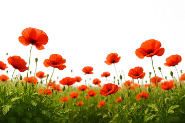 Obraz premium A beautiful field of red poppy flowers blooming in a sunny meadow during spring and summer