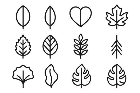 Leaf Shape Diversity. Leaf Shapes & Patterns linear set: oval leaf, lanceolate leaf, heart-shaped leaf, lobed leaf, serrated edge, smooth margin, veined pattern, compound leaf,