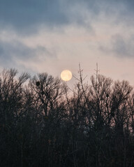 Moon above a dense treeline. Warm-toned full moon rising above winter forest. Gradient sky background, transitioning from a pale, dusty pink near the tree tops to moody blue.