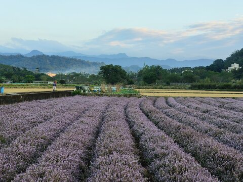 Purple Chinese Mesona flowers once a year