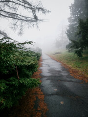 Park path into a thick, white fog. Wet asphalt path in a foggy park lined with evergreen bushes on the left, grassy slope with tree silhouettes on the right.
