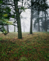 Misty pine forest landscape with evergreen branch in foreground. Vertical image of a serene and mysterious forest shrouded in thick fog. Atmospheric morning fog in a mysterious evergreen woodland.