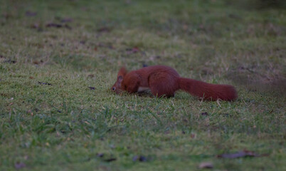 Eichh&ouml;rnchen ist auf einer Wiese auf Nahrungssuche