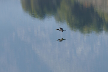 Cormorán en vuelo sobre el espejo de agua, minimalismo y reflejos en el pantano de Beniarres, España