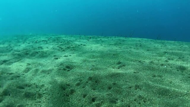underwater scene with coral reef and garden eels