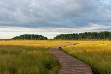 An ecological trail through the Sestroretskoye Boloto (Sestroretsk swamp) State Nature Reserve on a sunny summer day, Russia, St. Petersburg, Kurortny District, Beloostrov