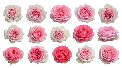 Collection of delicate pink roses in various bloom stages arranged on a black surface isolated on transparent background