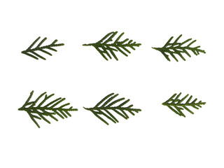 Green spruce branch collection, fresh forest foliage isolated